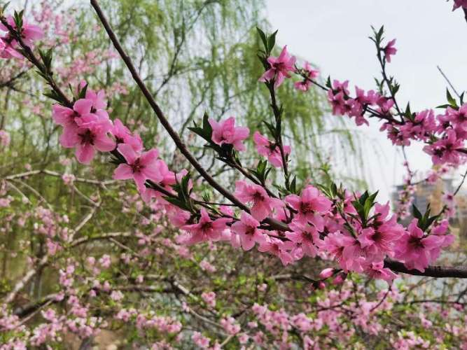 mmexport1585320402338.jpg mmexport1585320402338.jpg